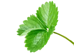 image_not_found